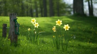 Daffodils Wallpaper Flower