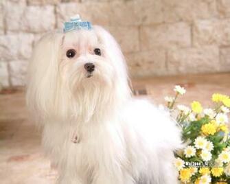 Maltese Pc Desktop Wallpaper