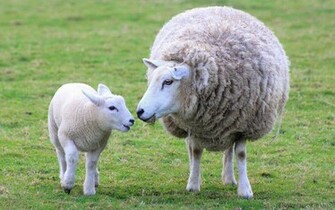 The Sheep For Android Wallpaper Full HD