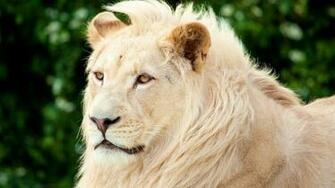Lion HD Wallpaper