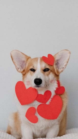 Mobile 4k Corgi Background Wallpaper