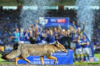 Wall Murals Real Fox Leicester City Football Club Wallpaper