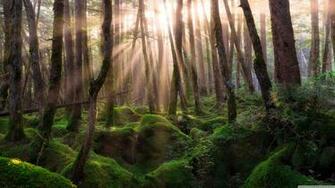 Pine Forest Sunrise 4k HD Desktop Wallpaper For Ultra Tv