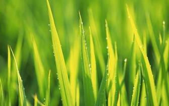 Green And Yellow Wallpaper Widescreen HD