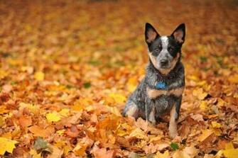 Australian Heeler Leaves Autumn R Wallpaper