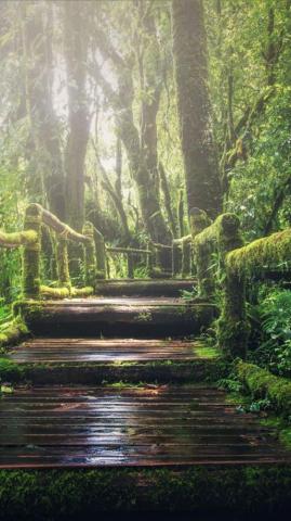 Vertical Wallpaper Natural Landscape Nature Reserve
