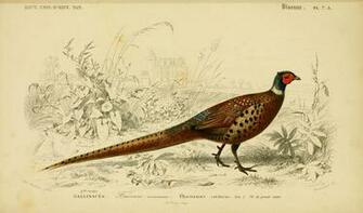 Pheasant Wallpaper Antler Ridge Lodge South Dakota Pictures