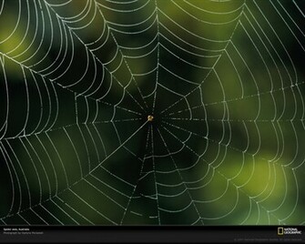 Spider Web Photo Wallpaper Photos National