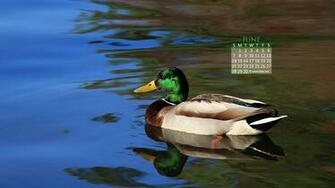 Calendar Wallpaper Desktop By Kate Net