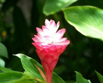 Wallpaper Flower Filesize X260