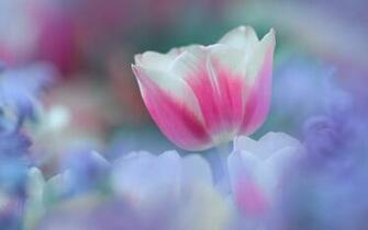 White Pink Tulip Wallpaper