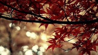 Autumn Beautiful Computer Desktop Wallpaper Theme