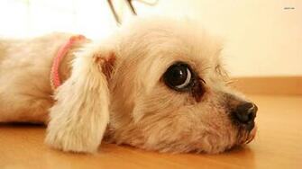 Wallpaper Photo Puppy Html