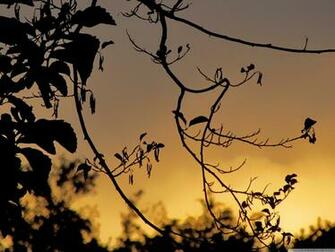 Dark Tree Leaves Silhouette Branches Wallpaper And Image Pictures