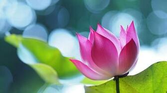 Lotus Wallpaper Best