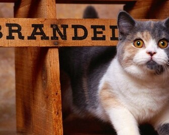 Western Cat HD Wallpaper Desktop