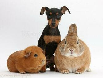 Miniature Pinscher Dogs Wallpaper
