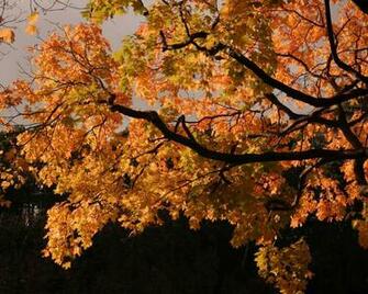 X Photo Autumn Desktop Wallpaper Fall010