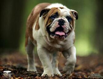 Cool Dog Wallpaper Desktop
