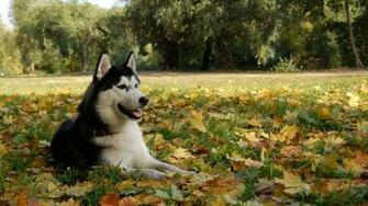 Siberian Husky Wallpaper Animal