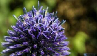 Pointy Purple Flower Wallpaper 1080p 2k 4k By Hackingdutchman On