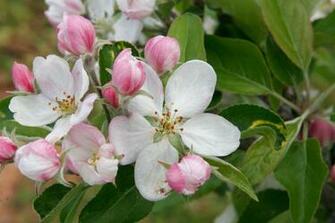 Appleblossom Art Wallpaper On