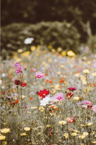 Gorgeous Cottagecore Aesthetic Wallpaper For Your iPhone