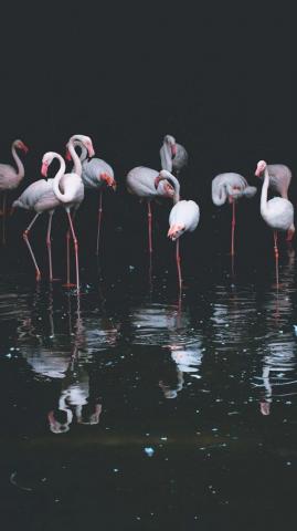 Fancy Flamingos iPhone Wallpaper Ideas Flamingo