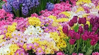 Flowers Garden HD Wallpaper 4u
