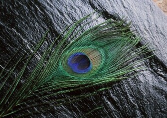 Wallpaper Of Peacock Feathers HD