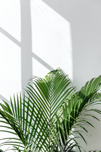 Areca Palm Leaves Green And White Aesthetic 47ajk9kukk08102d Wallpaper