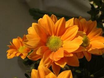 Flowers Flower Huge Collection Of Amazing High Resolution Wallpaper