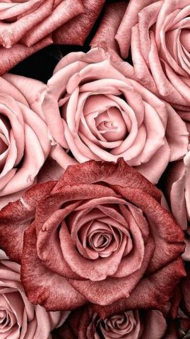 Beautiful Roses Wallpaper Background For iPhone