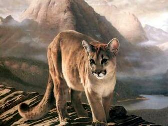 Animal Cougar Wallpaper