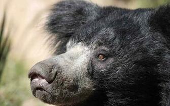 Animals S Sloth Bear Wallpaper Html