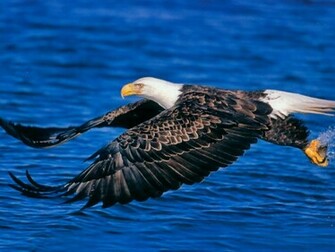 HD Eagle Wallpaper