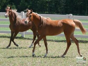 Arabian Horse Screensaver And Desktop Wallpaper