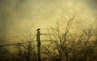 Animals Birds Crows Raven Retro Sepia Cross Trees Lines Sky Gothic