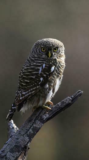 Owl Chicks iPhone Wallpaper HD For