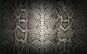 Textures Snake Skin Wide By Loo Lee