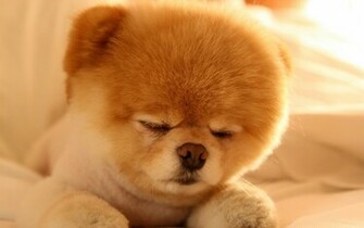 De Pantalla El Perro Hermoso Boo HD Widescreen Gratis Imagenes