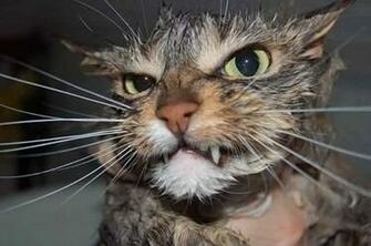 Funny Angry Cats Desktop Wallpaper