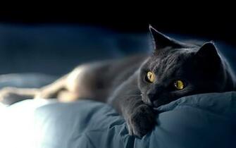 Black Cat Pictures HD Desktop Wallpaper