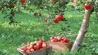 Apple Tree Wallpaper