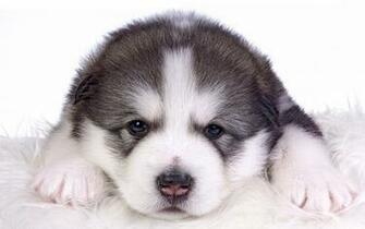 Alaskan Malamute For Desktop Background Wallpaper13