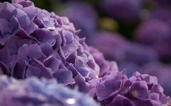 Beautiful And Elegant Hydrangeas Desktop Wallpaper