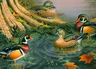 Wood Ducks High Quality And Resolution Wallpaper On