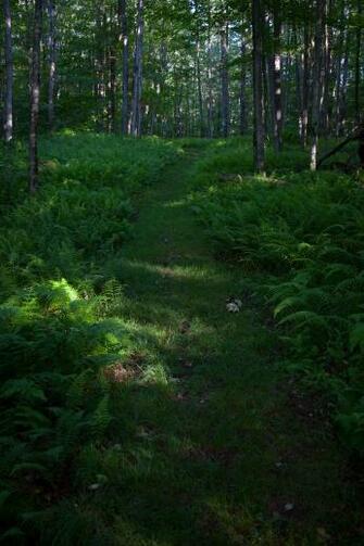 Spring Hiking Trail Wv Forest Trails Nature Pictures By