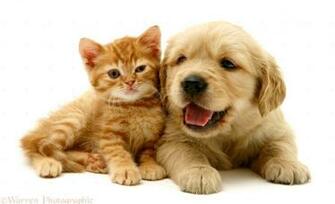 Kitten Wallpaper Widescreen Magazine