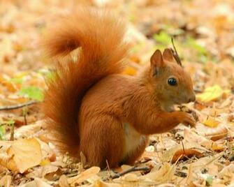 Wallpaper For Android A Squirrel Computer Background